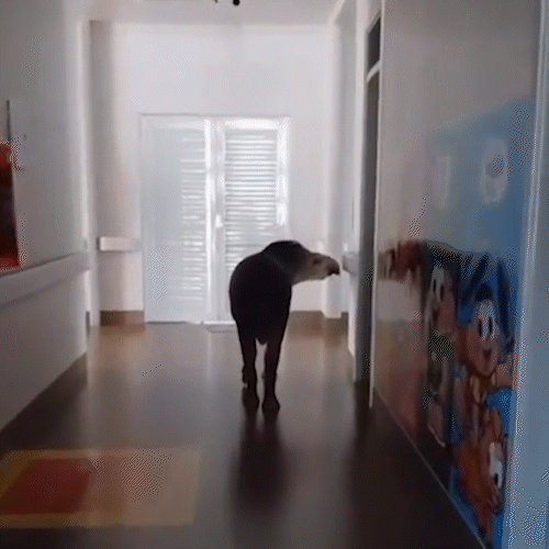 Anta Tico vira atração ao visitar hospital em Anaurilândia