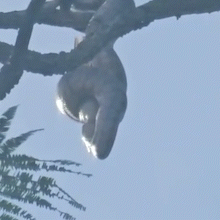 Jiboia é flagrada capturando papagaio no alto de árvore no Parque dos Poderes