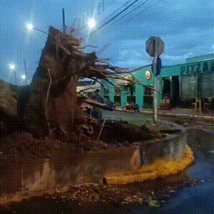 Árvore cai em praça e destrói Gol estacionado no Coophasul