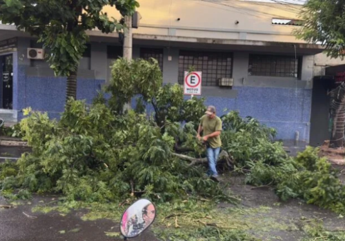 Árvore cai sobre veículo durante temporal de 40 minutos no interior