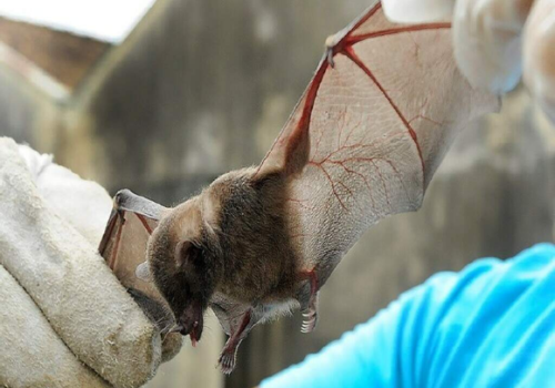 Campo Grande confirma 1º caso de morcego com raiva em 2026