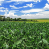 Região sul lidera áreas irregulares de soja em MS e vê saca desvalorizar