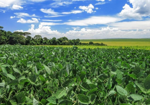 Região sul lidera áreas irregulares de soja em MS e vê saca desvalorizar