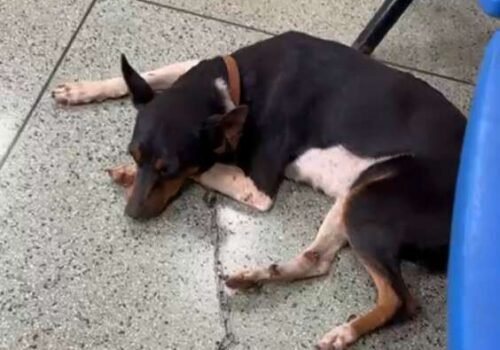 Viu a Amora? Cadela foge no Jardim Itamaracá durante chuva