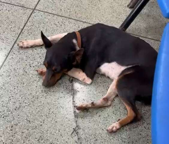 Viu a Amora? Cadela foge no Jardim Itamaracá durante chuva