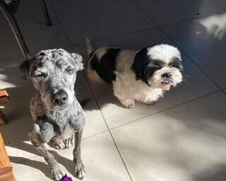 Com dez anos, "Ane" morre ao ser atropelada e tutores buscam condutor que fugiu Com dez anos, "Ane" morre ao ser atropelada e tutores buscam condutor que fugiu