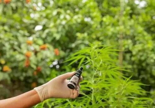 Estado encerra estudo que prevê implementar remédios à base de cannabis no SUS