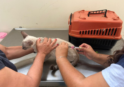 Vacinação antirrábica chega a quatro bairros nesta terça-feira