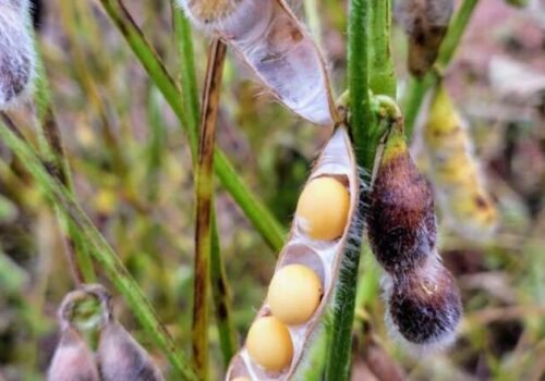 Colheita da soja atinge 27,7% e milho safrinha chega a atinge 30,5% da área