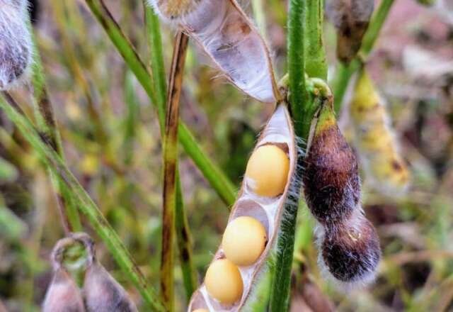 Colheita da soja atinge 27,7% e milho safrinha chega a atinge 30,5% da área