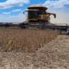 Colheita da soja em MS chega a 14,9% e mantém avanço desigual
