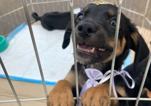 Prefeitura é obrigada a criar Centro de Acolhimento para cães e gatos