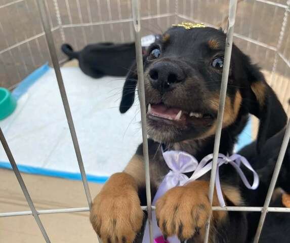 Prefeitura é obrigada a criar Centro de Acolhimento para cães e gatos