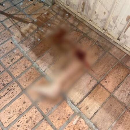 Perna de mulher atropelada é encontrada a 50 metros do acidente