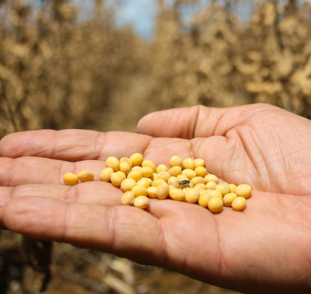 Preço da soja sobe 3,18%, mas safra segue mais barata que em 2025