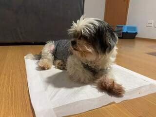 Depois da cirurgia nada de dó, coração de “gelo” pode salvar pet Depois da cirurgia nada de dó, coração de “gelo” pode salvar pet