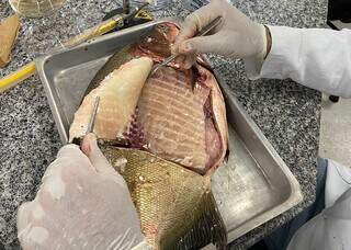 Bactéria é detectada em viveiros de peixes no Centro-Oeste