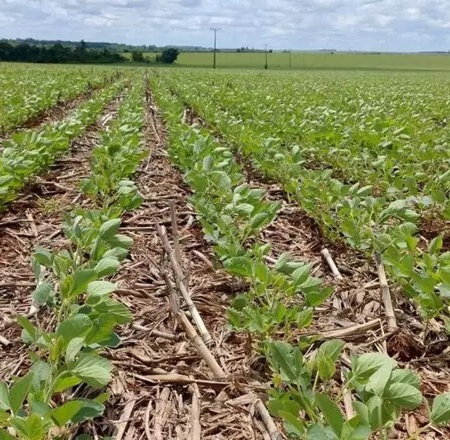 Estiagem compromete 15% das lavouras de soja em Mato Grosso do Sul