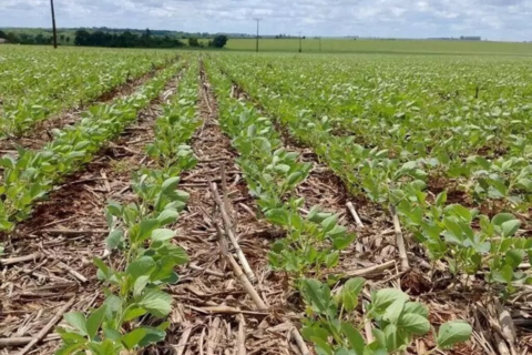 Estiagem compromete 15% das lavouras de soja em Mato Grosso do Sul
