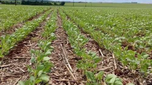 Estiagem compromete 15% das lavouras de soja em Mato Grosso do Sul