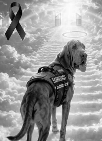 Combateu o bom combate: Morre “Chefão”, cão farejador dos bombeiros