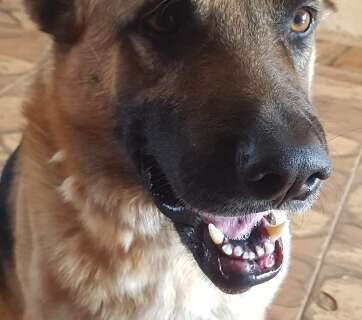 Viu o Boris? Pastor alemão desaparece após sair de quintal no Itamaracá