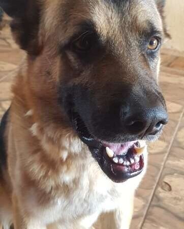 Viu o Boris? Pastor alemão desaparece após sair de quintal no Itamaracá