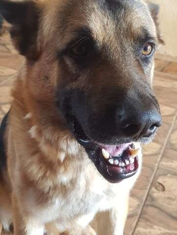 Viu o Boris? Pastor alemão desaparece após sair de quintal no Itamaracá