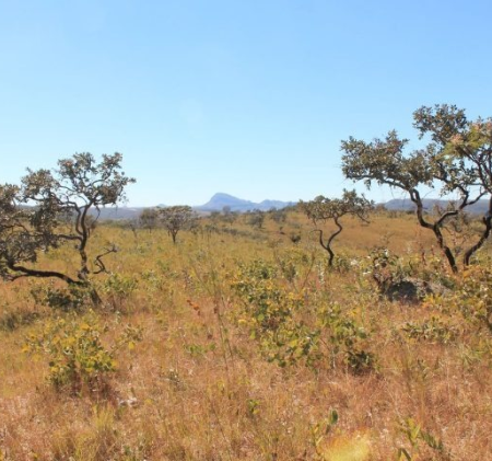 Estudo indica que Cerrado pode armazenar mais carbono que Amazônia