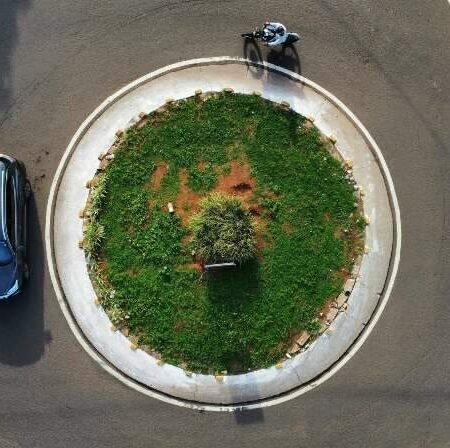 Nova política quer corrigir mapa desigual de árvores nas cidades