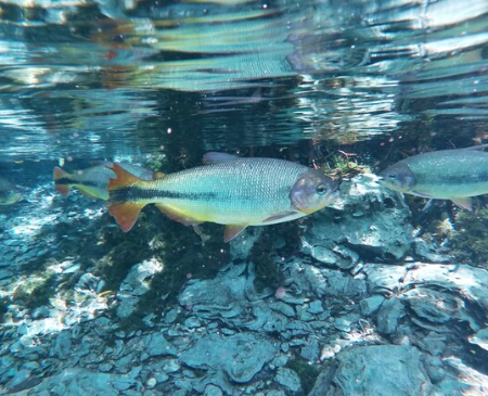 Cabeceiras concentram biodiversidade de peixes e sofrem impactos, diz estudo