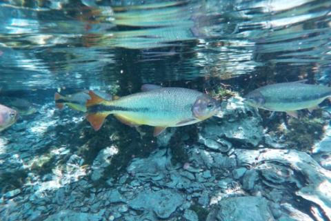 Cabeceiras concentram biodiversidade de peixes e sofrem impactos, diz estudo