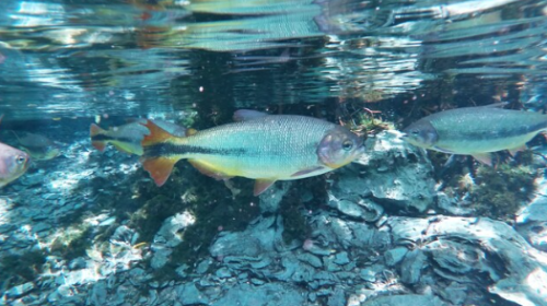 Cabeceiras concentram biodiversidade de peixes e sofrem impactos, diz estudo