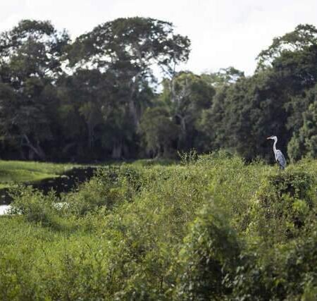 Ministra alerta para risco de desaparecimento do Pantanal até o fim do século