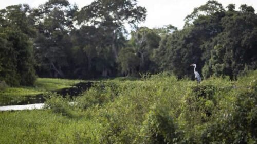 Ministra alerta para risco de desaparecimento do Pantanal até o fim do século