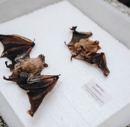 Campo Grande confirma 4º caso de morcego com raiva em 2026