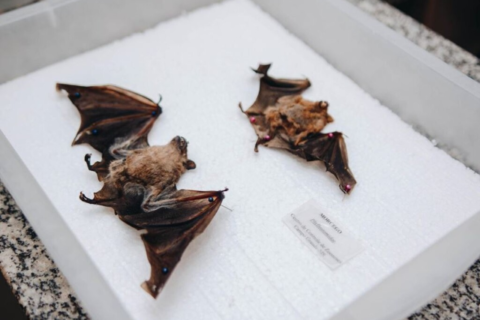 Campo Grande confirma 4º caso de morcego com raiva em 2026