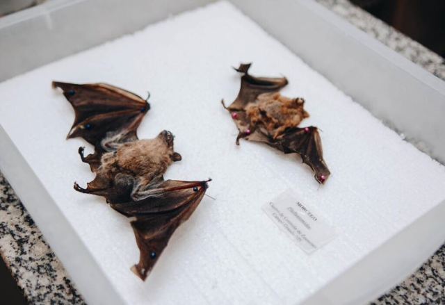 Campo Grande confirma 4º caso de morcego com raiva em 2026