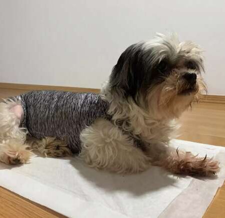 Depois da cirurgia nada de dó, coração de “gelo” pode salvar pet