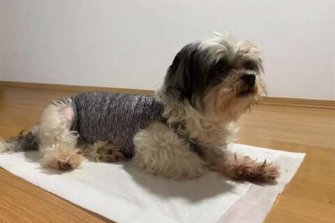 Depois da cirurgia nada de dó, coração de “gelo” pode salvar pet