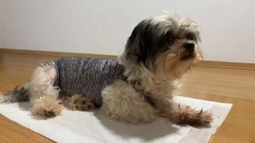 Depois da cirurgia nada de dó, coração de “gelo” pode salvar pet