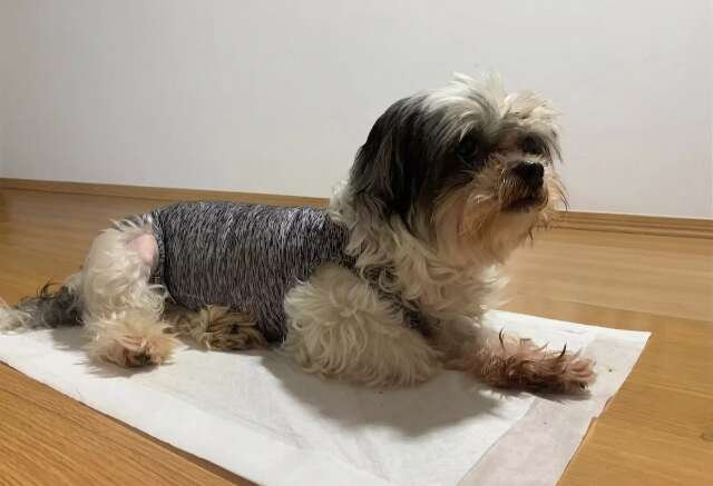 Depois da cirurgia nada de dó, coração de “gelo” pode salvar pet