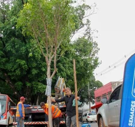 “Filhas” de figueiras centenárias começam a ser plantadas na Avenida Mato Grosso