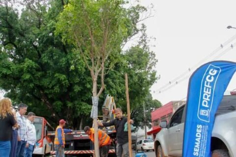 “Filhas” de figueiras centenárias começam a ser plantadas na Avenida Mato Grosso