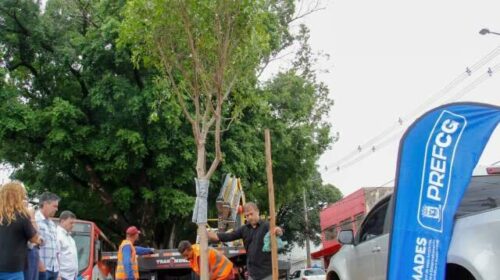 “Filhas” de figueiras centenárias começam a ser plantadas na Avenida Mato Grosso