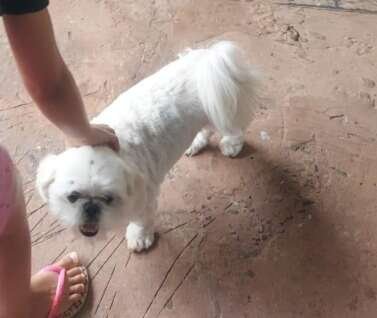 Família pede ajuda para encontrar Mel, shih-tzu desaparecida no Monte Castelo