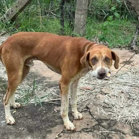 Procura-se tutor de cachorro caramelo que perambula perto do Clube Estoril