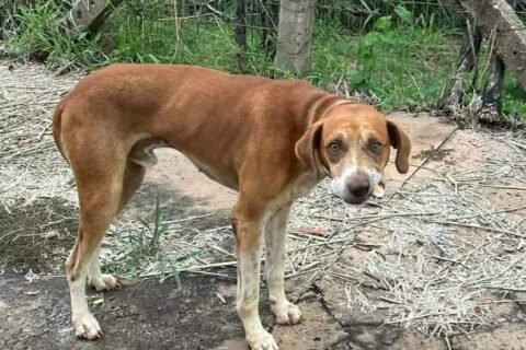 Procura-se tutor de cachorro caramelo que perambula perto do Clube Estoril