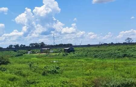 Plantas aquáticas fecham canal no Pantanal e afetam ribeirinhos