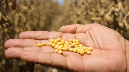 Estiagem reduz qualidade da soja e preço cai 6,5% em MS